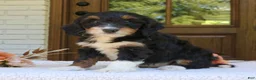 Mini Bernedoodle dogs for sale: Macy  - Ad 3