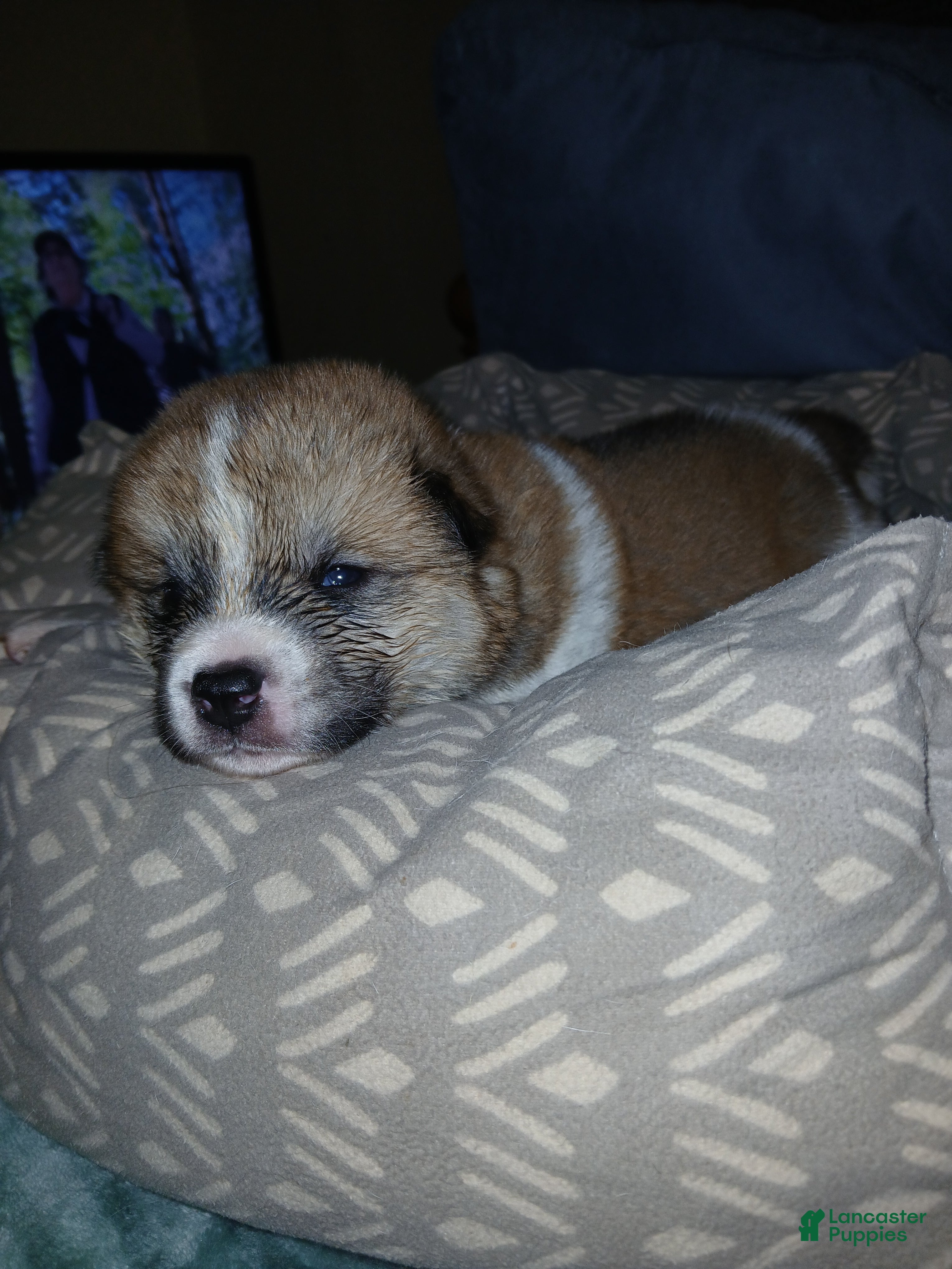 Akita dogs Rowen - Ad 1