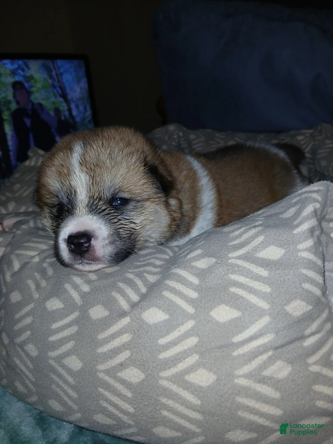 Akita dogs for sale: Rowen - Ad 1