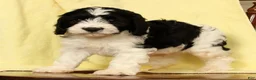 Cavapoo dogs for sale: Barney - Ad 7