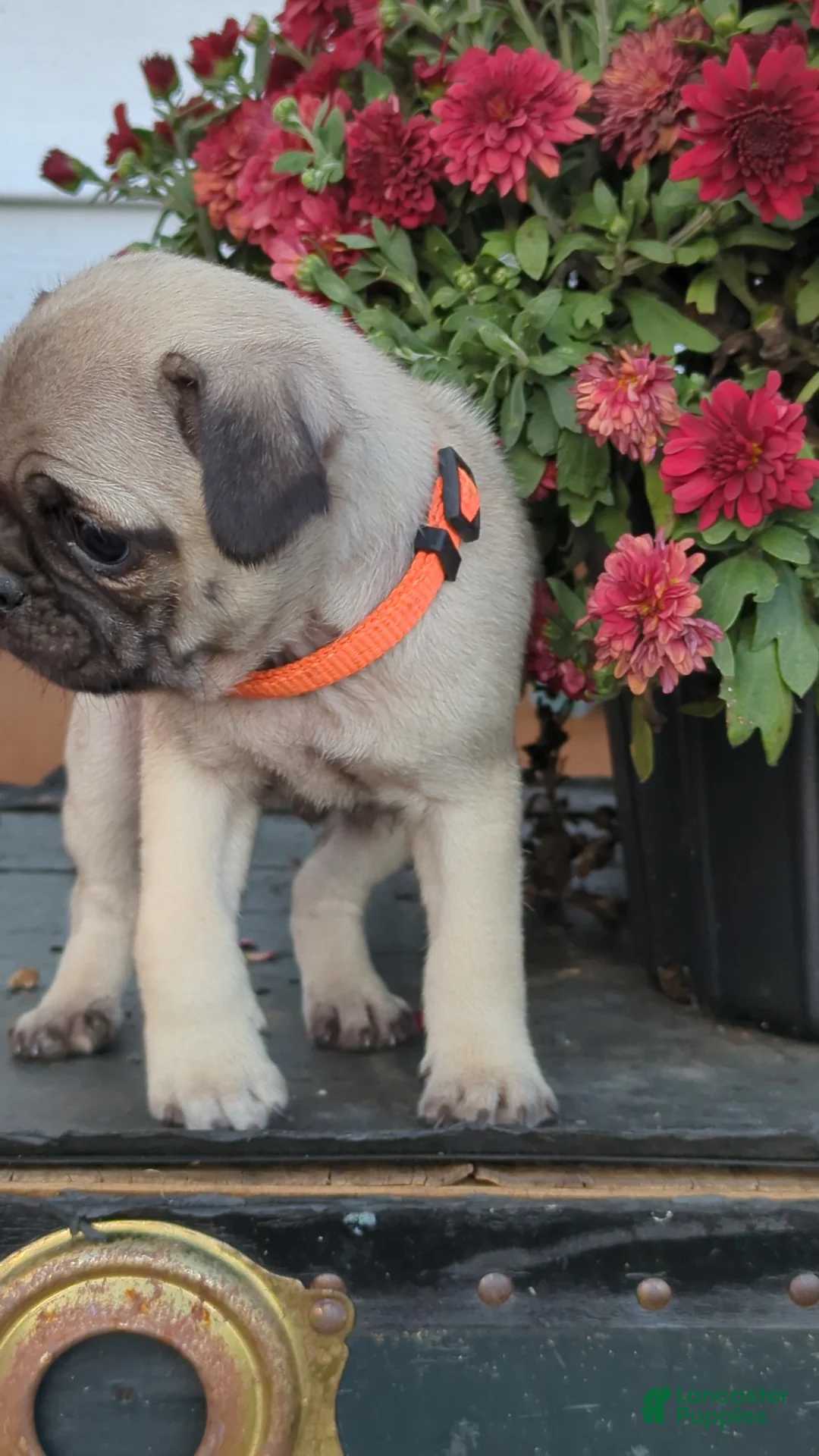 Pug dogs for sale: Coke - Ad 1