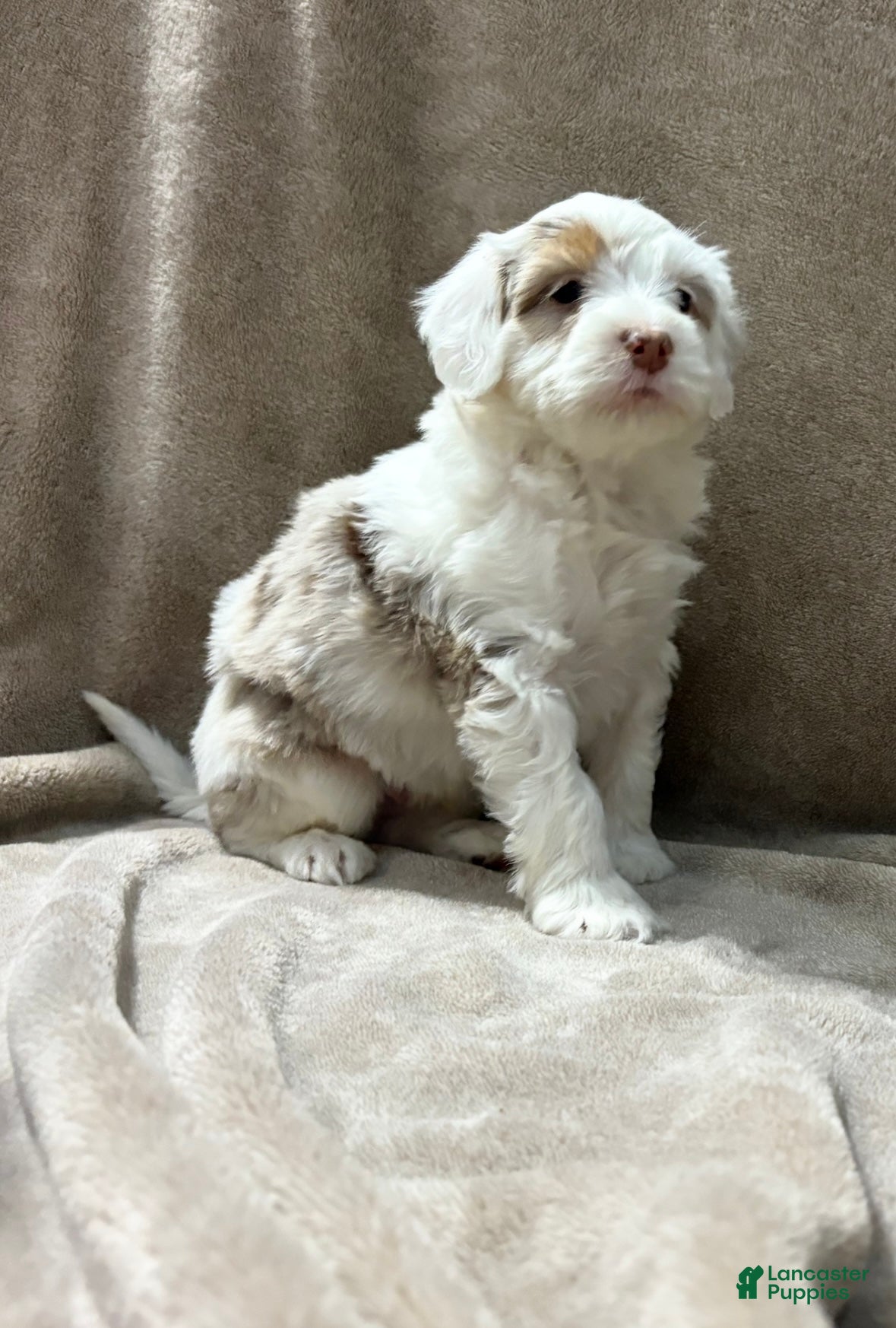 Bernedoodle dogs Dave - Ad 39