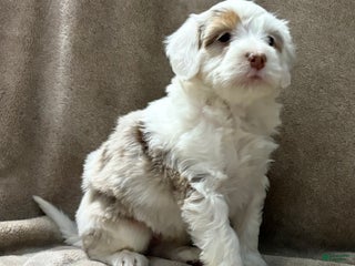 Bernedoodle dogs Dave - Ad 39