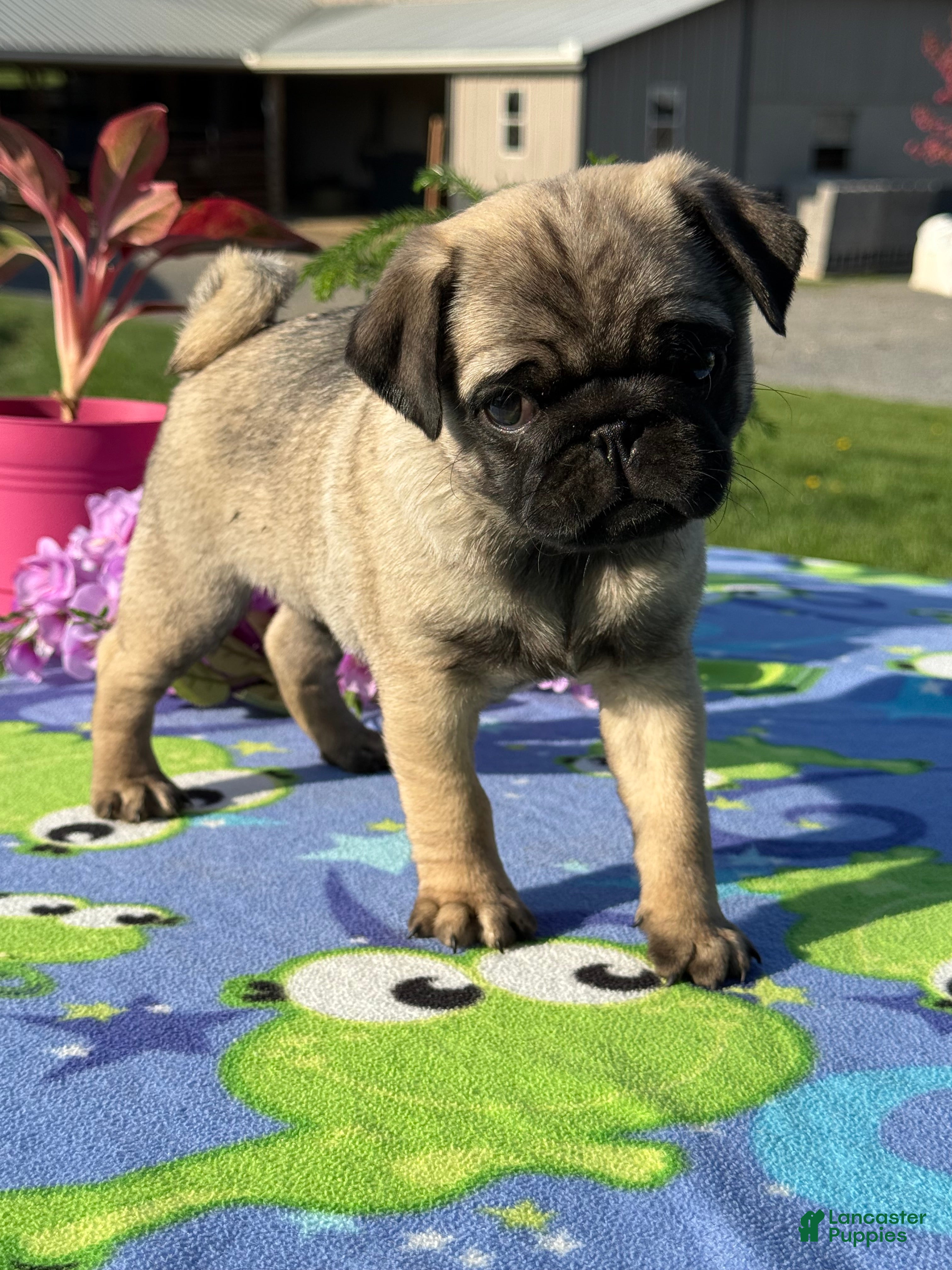 Pug dogs Peter - Ad 1