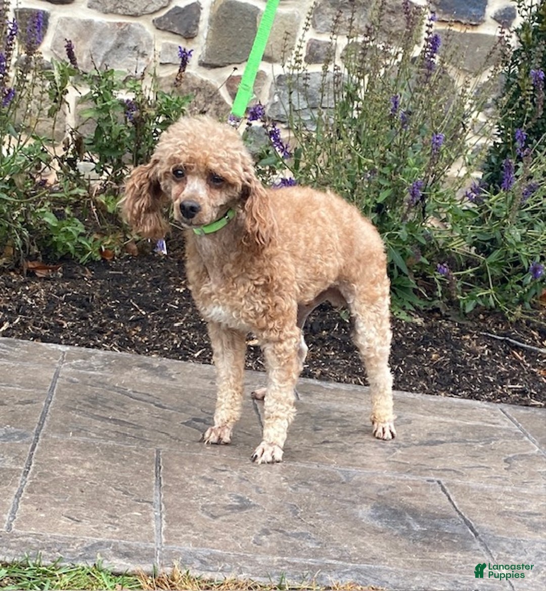 Cavapoo dogs for sale: Shiloh - Ad 7