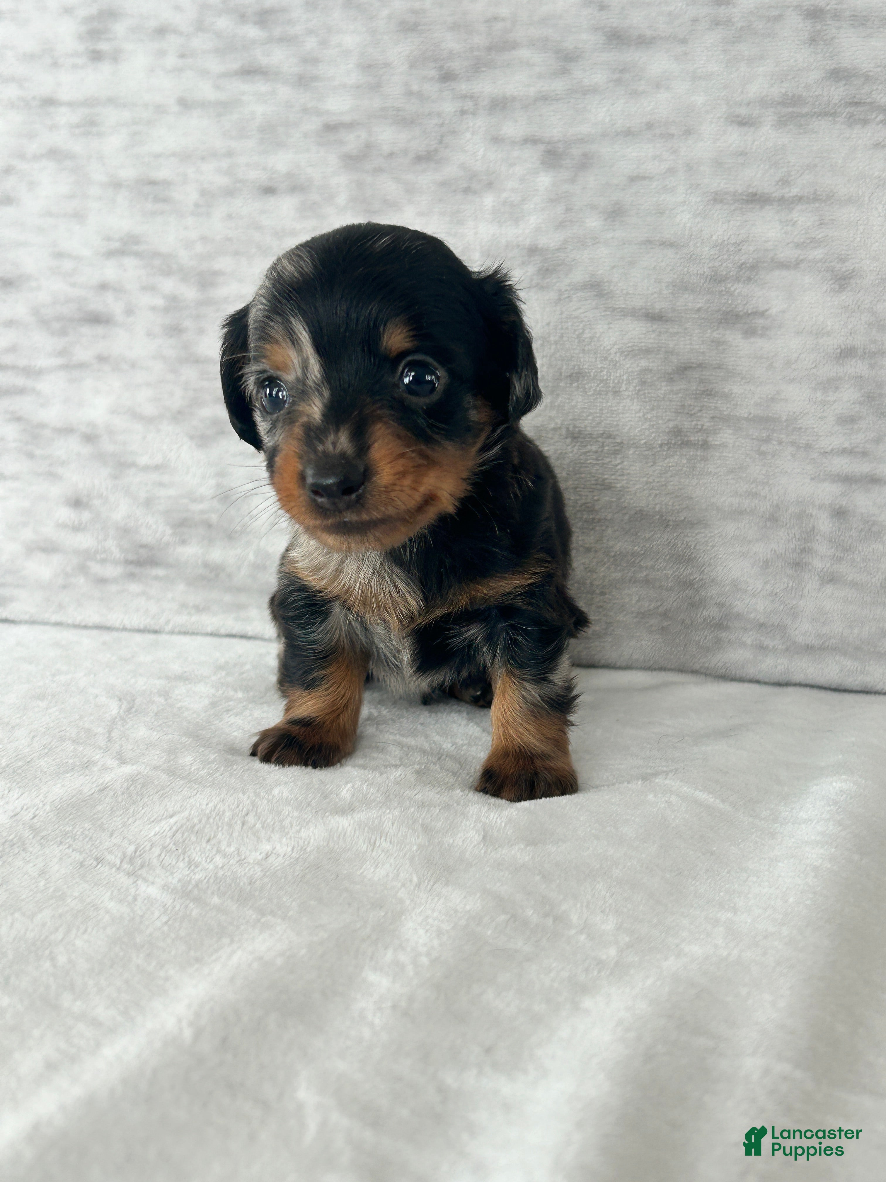 Miniature Dachshund dogs Wynston the Miniature Dachshund. - Ad 4