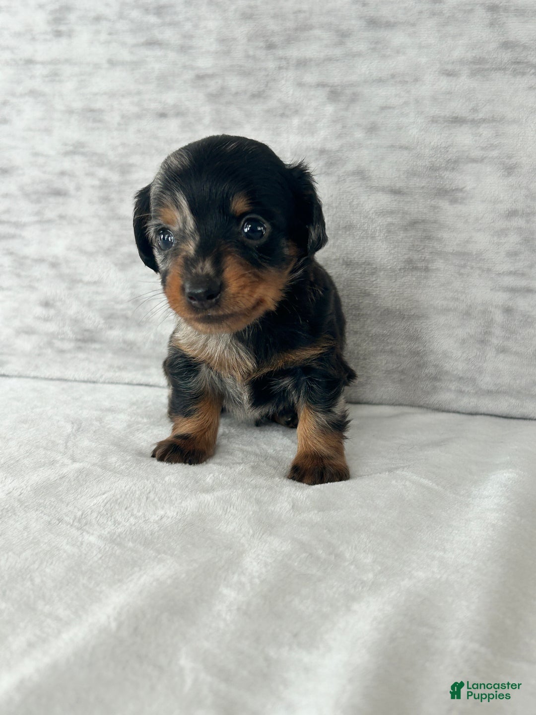 Miniature Dachshund dogs for sale: Wynston the Miniature Dachshund. - Ad 1