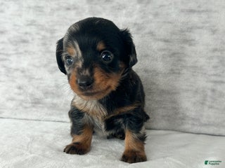 Miniature Dachshund dogs Wynston the Miniature Dachshund. - Ad 32