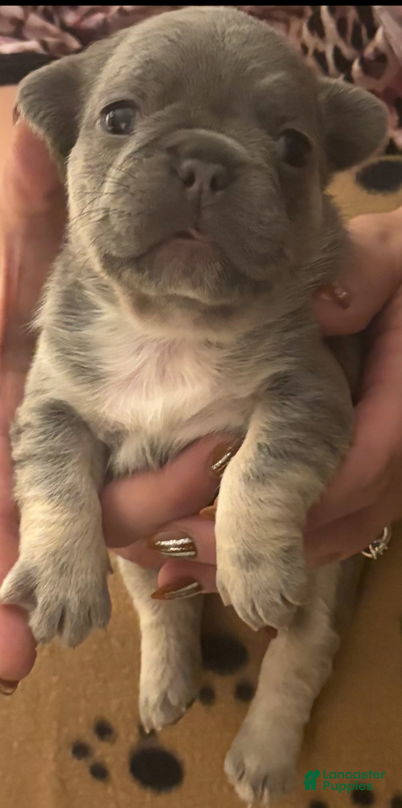 French Bulldog dogs French Bulldog Puppy 4 - Ad 1