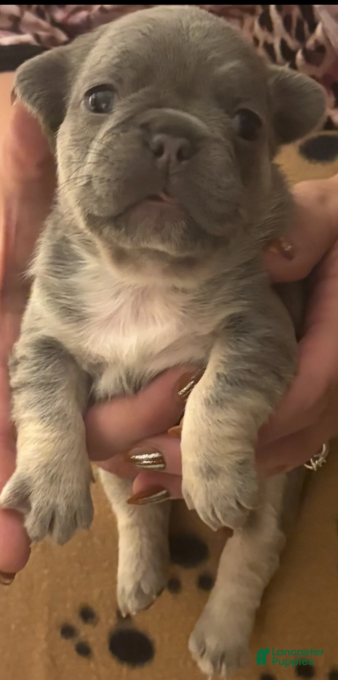 French Bulldog dogs for sale: French Bulldog Puppy 4 - Ad 1