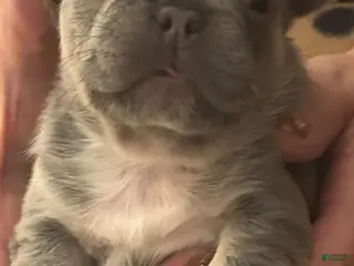 French Bulldog dogs for sale: French Bulldog Puppy 4 - Ad 4