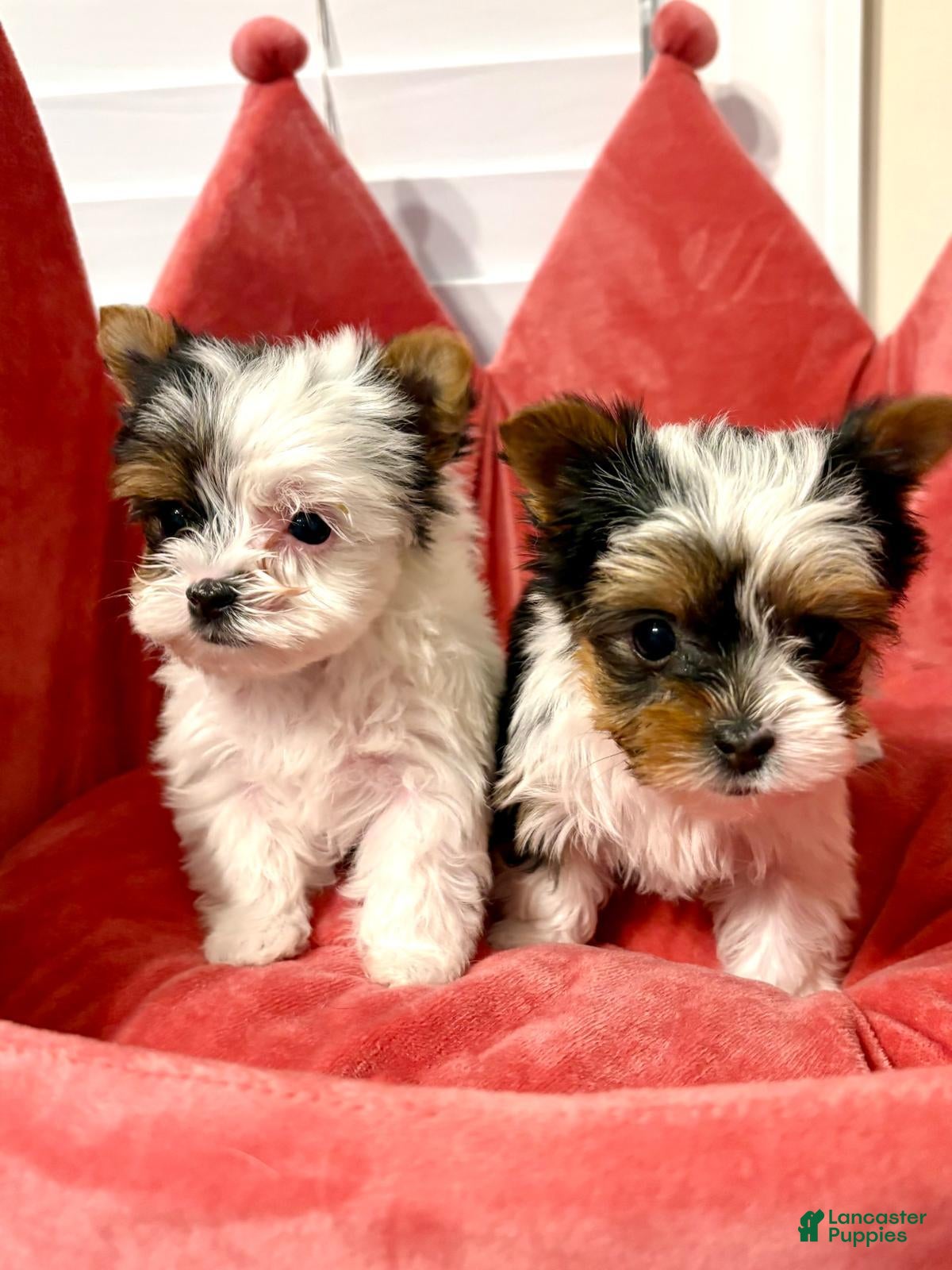 Biewer Terrier dogs Biewer Terrier 3 - Ad 2