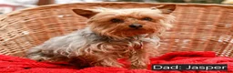Yorkshire Terrier dogs for sale: Mittens - Ad 5