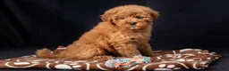Mini Goldendoodle dogs for sale: Lori - Ad 3