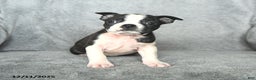Boston Terrier dogs for sale: Santa   - Ad 4