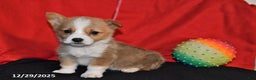 Welsh Corgi Pembroke dogs for sale: Carly - Ad 4