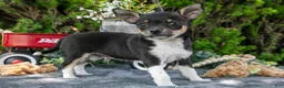 Chihuahua dogs for sale: Paul - Ad 1