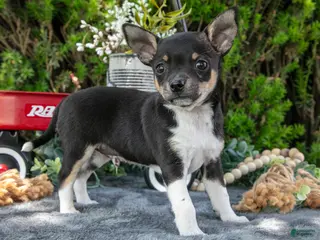 Chihuahua dogs for sale: Paul - Ad 4