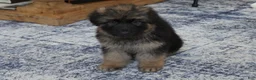 German Shepherd dogs for sale: German Shepherd Long Haired Female - Ad 5