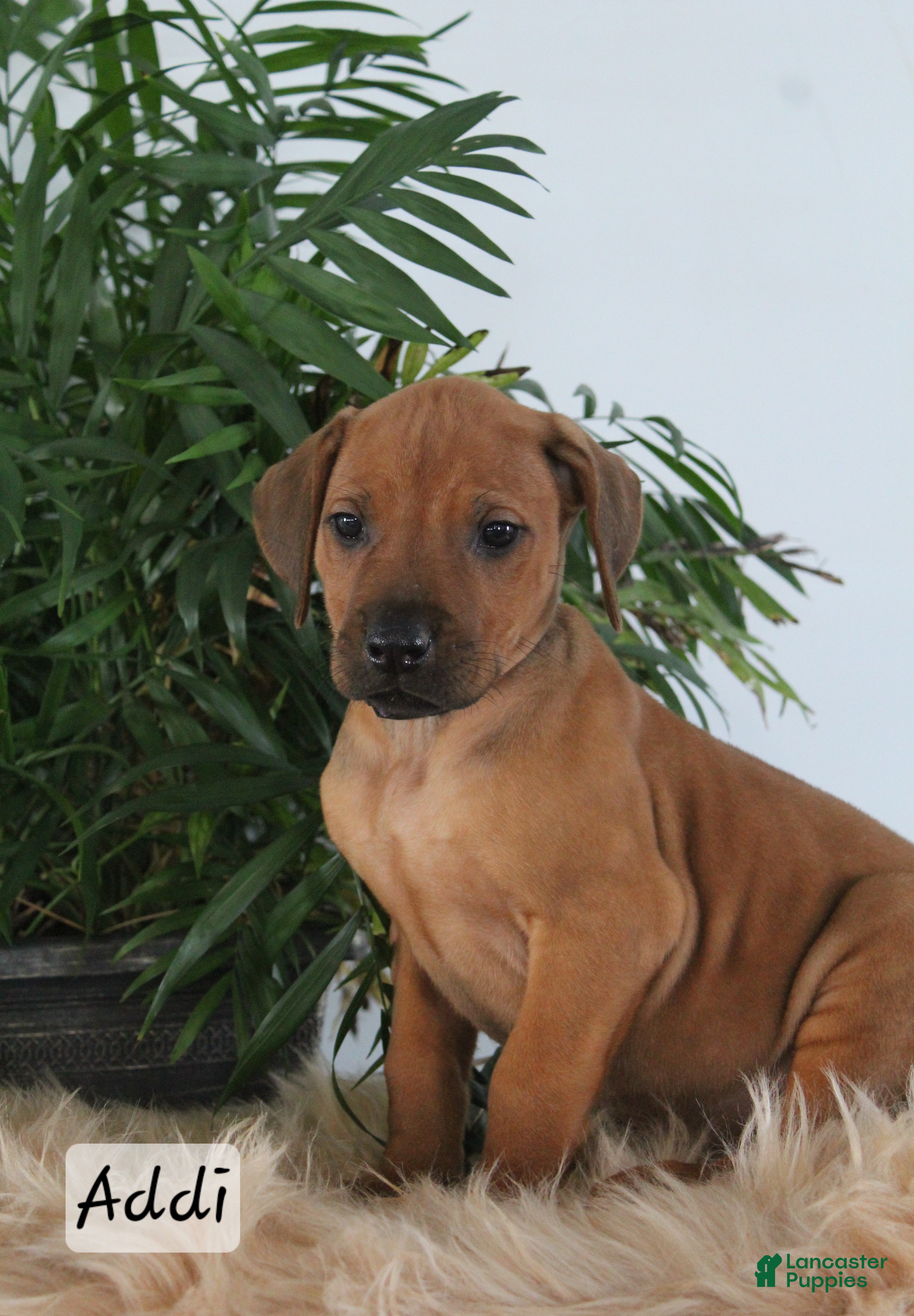 Rhodesian Ridgeback dogs Rhodesian Ridgeback Puppy 5 - Ad 10