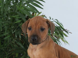 Rhodesian Ridgeback dogs Rhodesian Ridgeback Puppy 5 - Ad 15