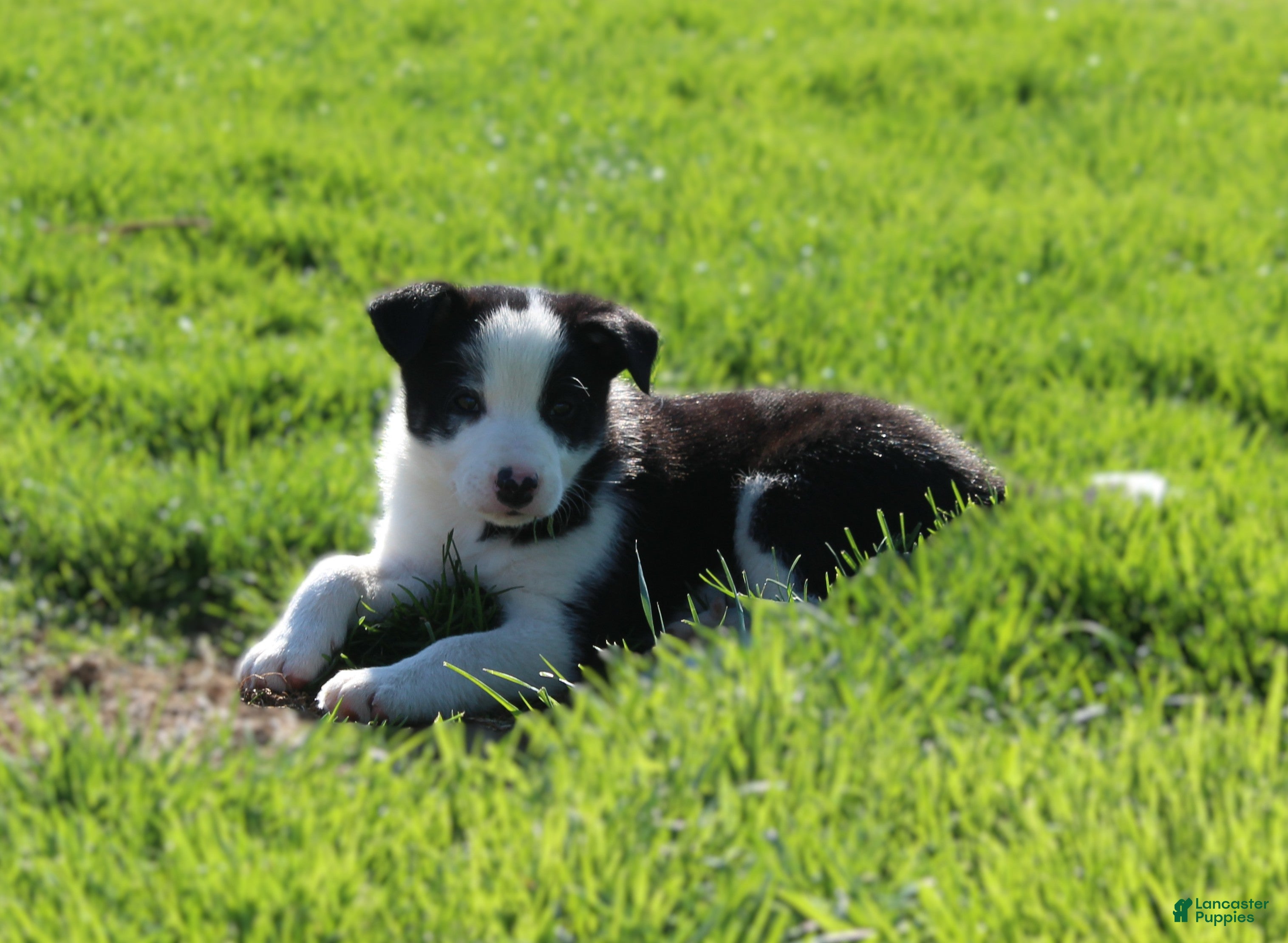 Border Collie dogs Patrik - Ad 1