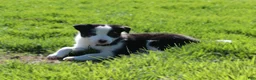 Border Collie dogs for sale: Patrik - Ad 1