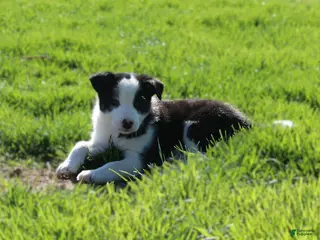 Border Collie dogs for sale: Patrik - Ad 1