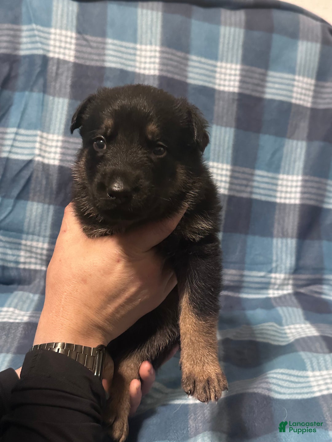 German Shepherd dogs for sale: Gabe - Ad 4