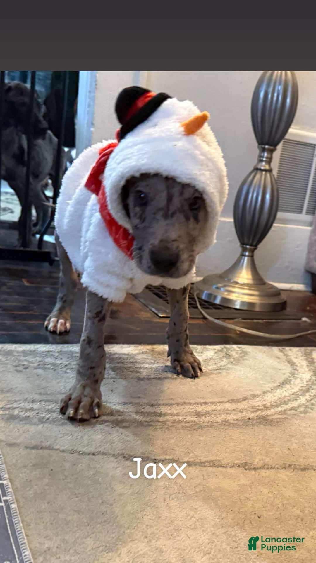 Great Dane dogs for sale: Maximus  - Ad 13