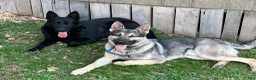 German Shepherd dogs for stud: Redbirds Scout - Ad 4