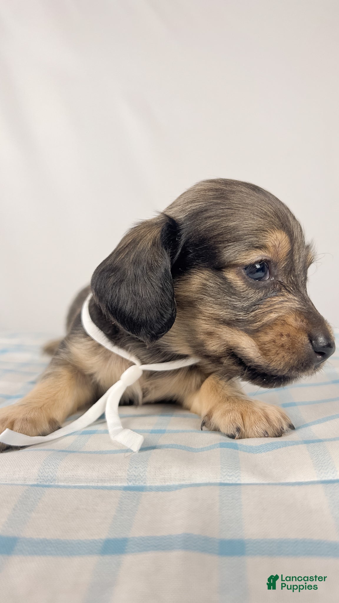 Miniature Dachshund dogs Slice - Ad 8
