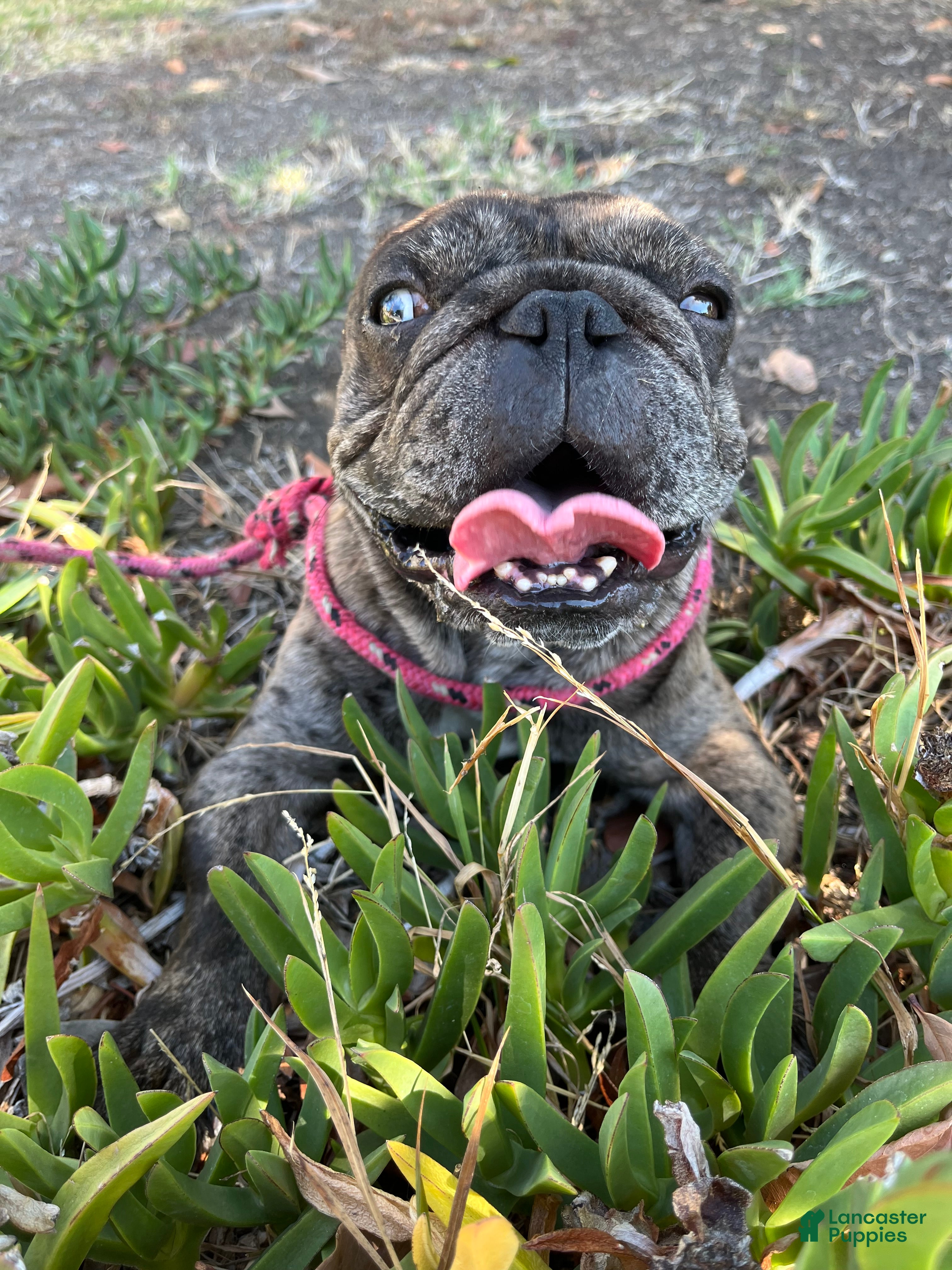 French Bulldog dogs French Bulldog Puppy 1 - Ad 13