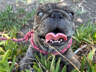 French Bulldog dogs French Bulldog Puppy 1 - Ad 17