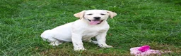 Labrador Retriever dogs for sale: Bubbles - Ad 3