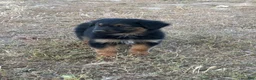 Mixed Breed dogs for sale: Puffball - Ad 4