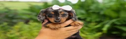 Miniature Dachshund dogs for sale:   Hailey 🎀 - Ad 19