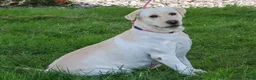 Labrador Retriever dogs for sale: Sparkle - Ad 3