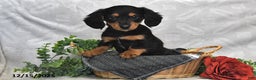 Dachshund dogs for sale: Carson - Ad 2