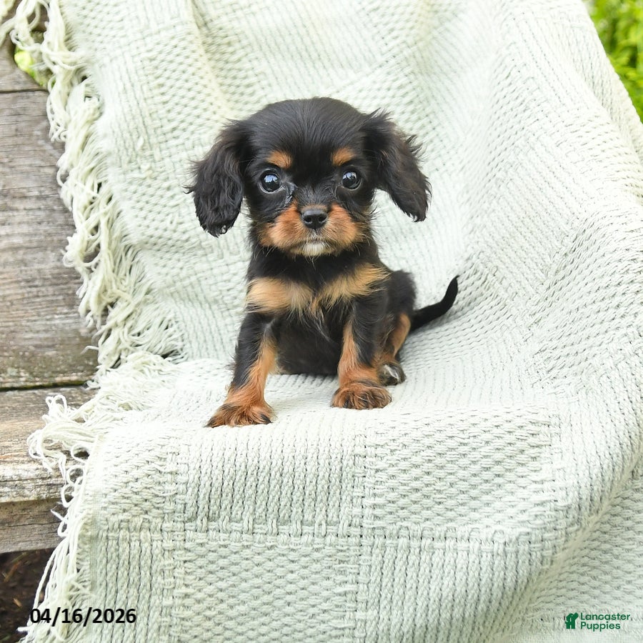 Cavalier King Charles Spaniel dogs Tiny Tina - Ad 1