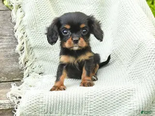 Cavalier King Charles Spaniel dogs for sale: Tiny Tina - Ad 4