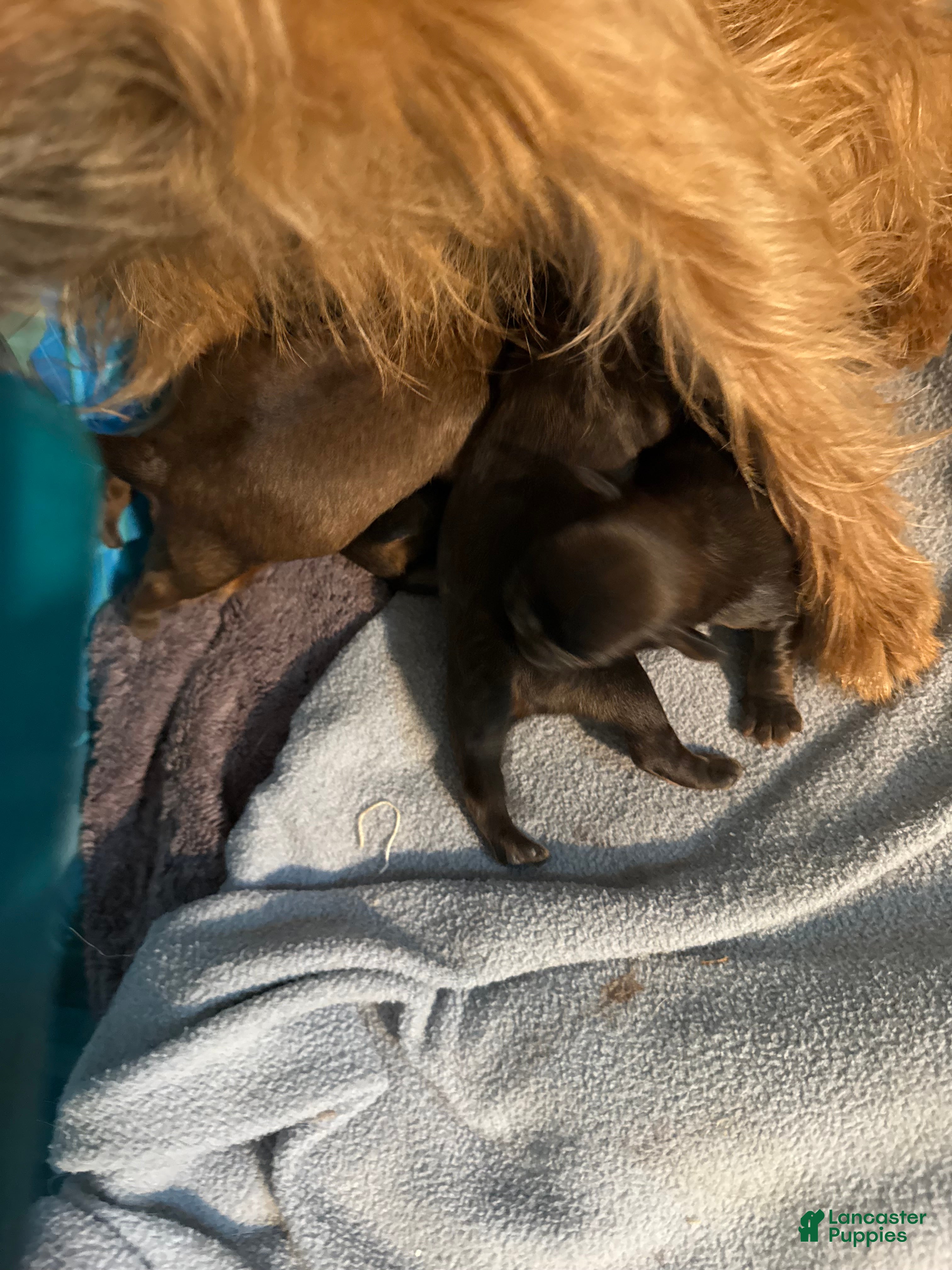 Brussels Griffon dogs Brussels Griffon Puppy 1 - Ad 7