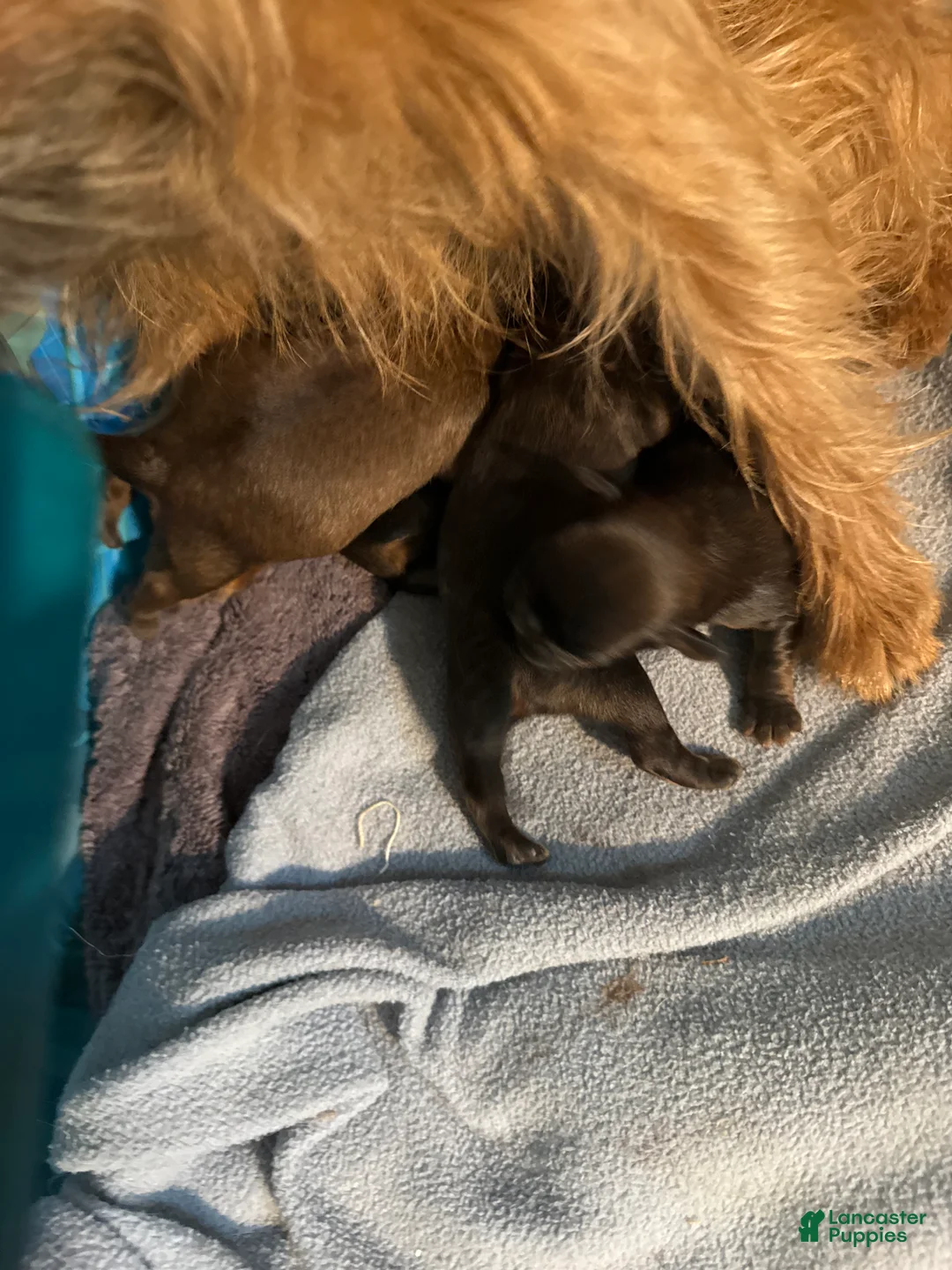 Brussels Griffon dogs for sale: Brussels Griffon Puppy 1 - Ad 1