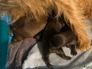 Brussels Griffon dogs Brussels Griffon Puppy 1 - Ad 7