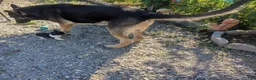 German Shepherd dogs for sale: Ragnar  - Ad 9
