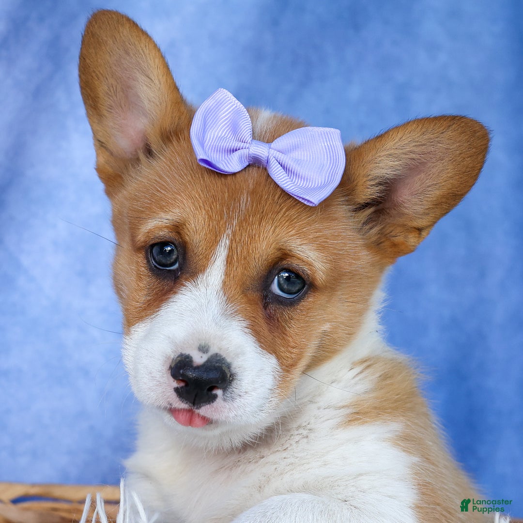 Welsh Corgi Pembroke dogs for sale: Tilly - Ad 1