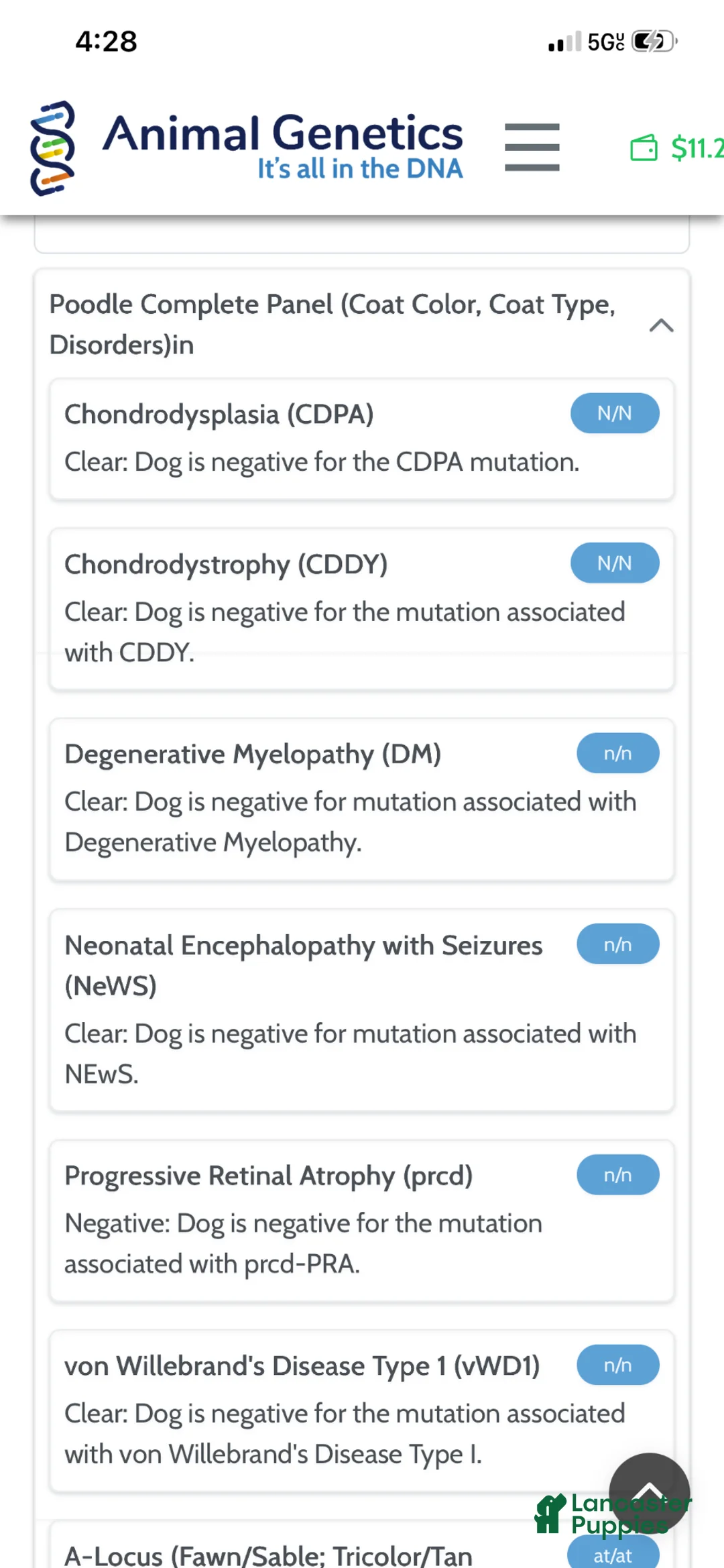 Standard Poodle dogs for sale: Akc Clear bred color Red Sophie - Ad 2
