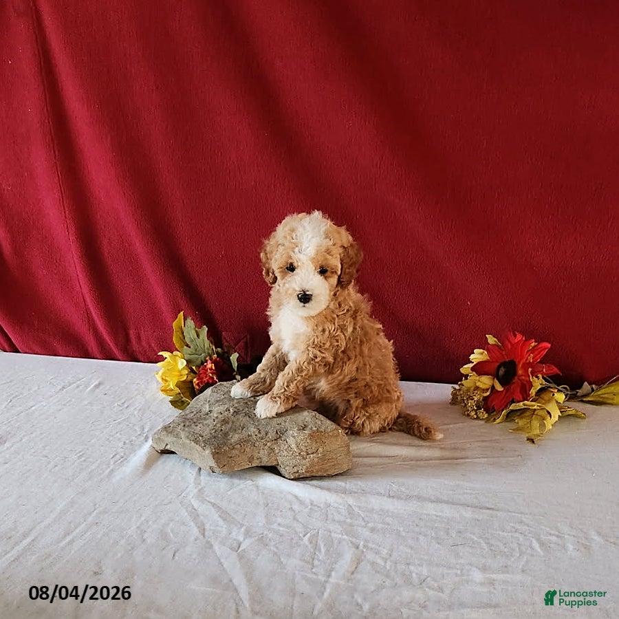 Cavapoo dogs for sale: Tyler - Ad 1
