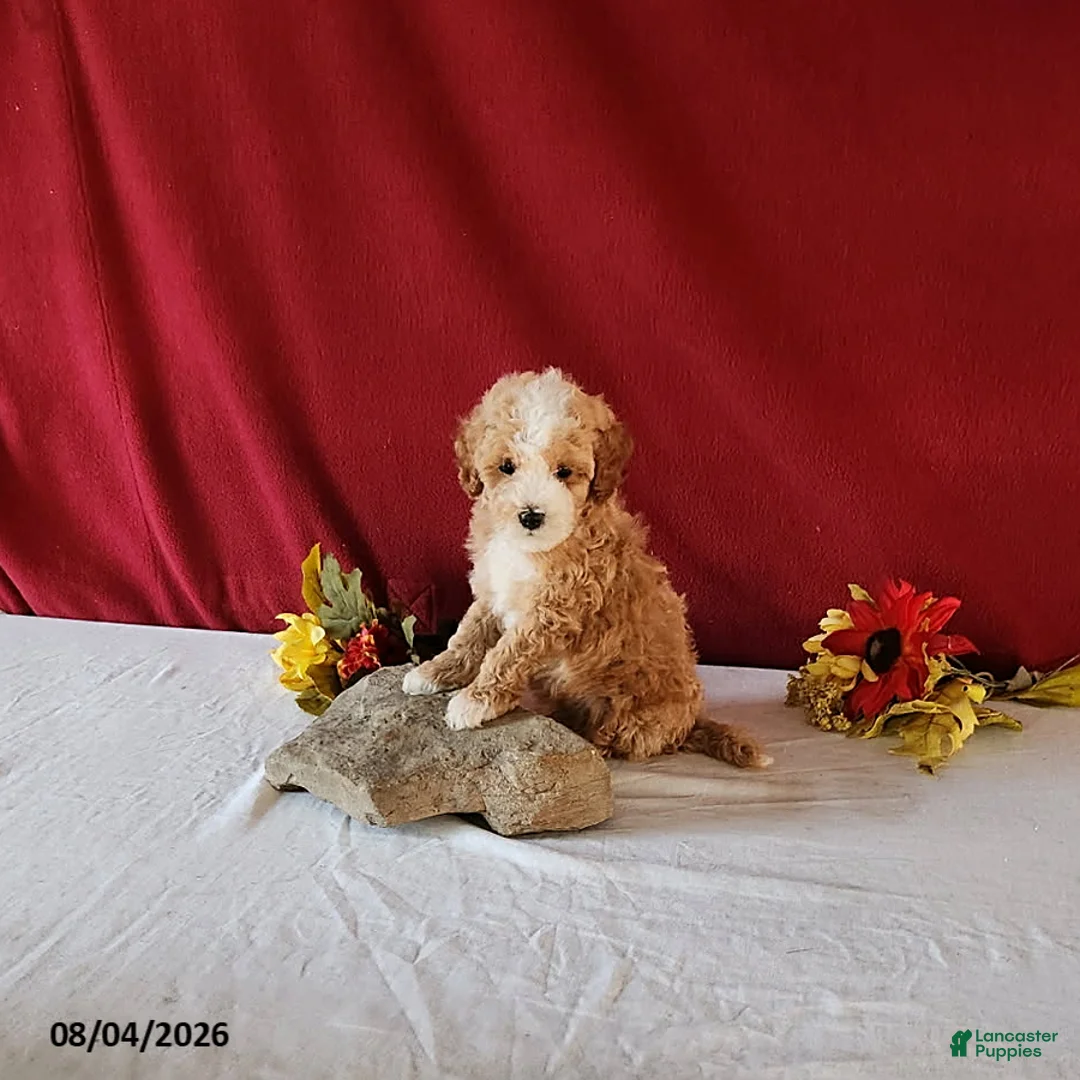 Cavapoo dogs for sale: Tyler - Ad 1
