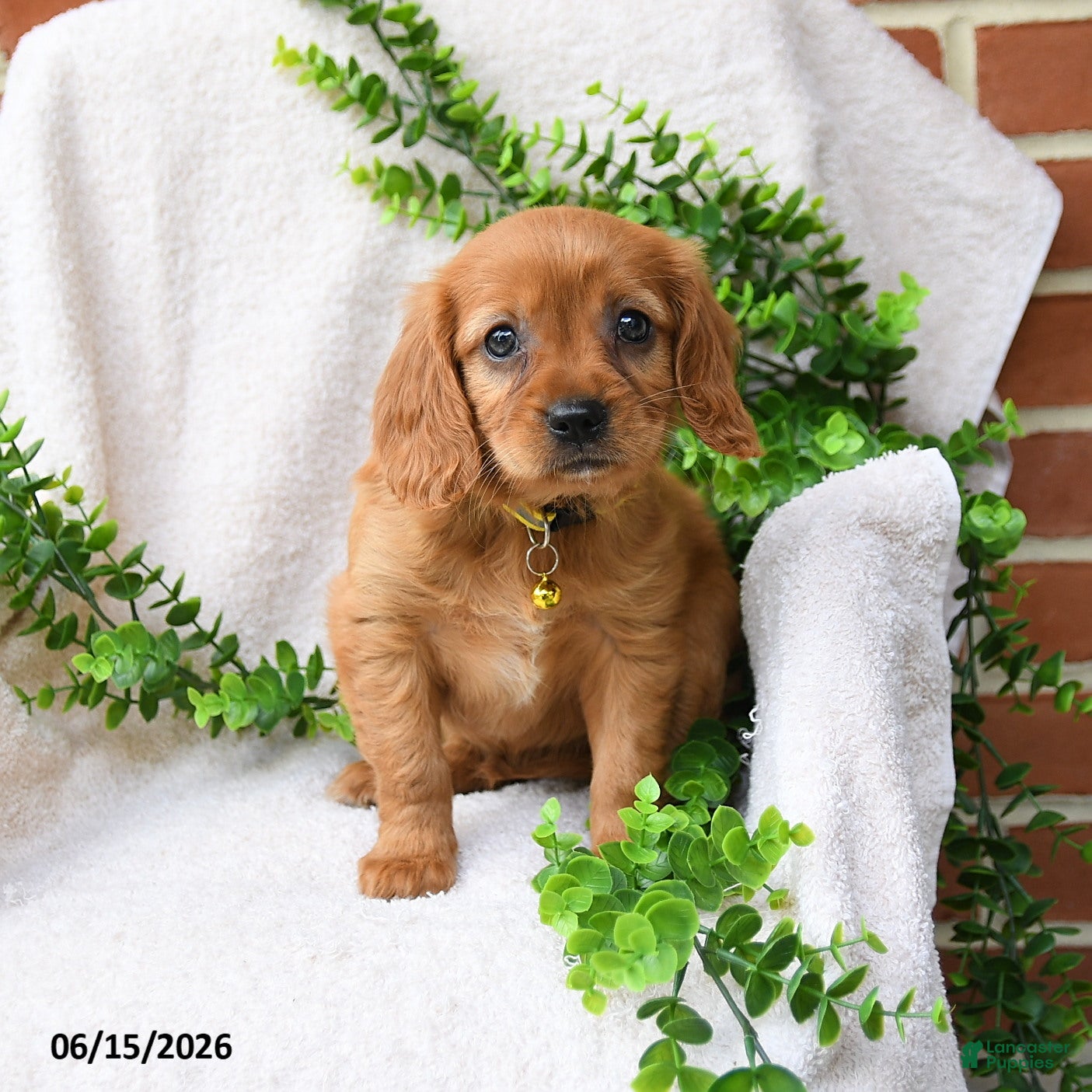 Miniature Golden Retriever dogs Olivia - Ad 1